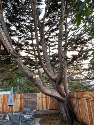 Photo of Precision Tree Care - Pacifica, CA, US.