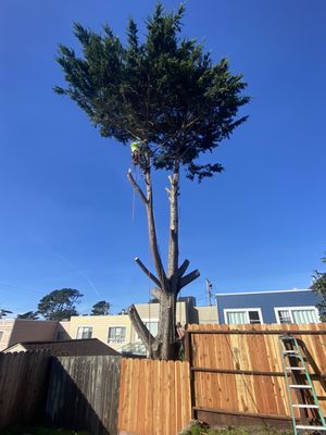 Photo of Bravo's Landscaping Services - Hayward, CA, US. In process cutting