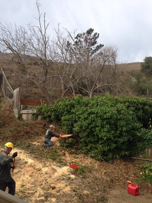 Photo of Precision Tree Care - Pacifica, CA, US. All gone