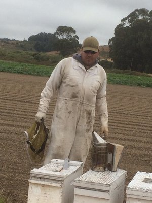 Photo of Humble Bee Removal - La Honda, CA, US. Live bee removal and relocation as well as wasp baiting and trapping hive depletion and wasp eradication