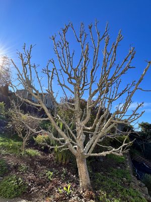 Photo of Jorge's Tree Service - San Rafael, CA, US. post pruning