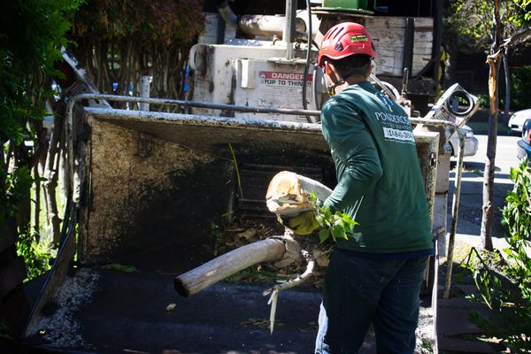 Photo of Ponderosa Tree Service - Oakland, CA, US. Debris Hauling