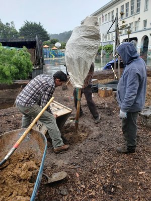 Photo of Evergreen Tree & Gardening Service - San Francisco, CA, US. Planting 24" Bronze Loquat (Eriobotrya deflexa)