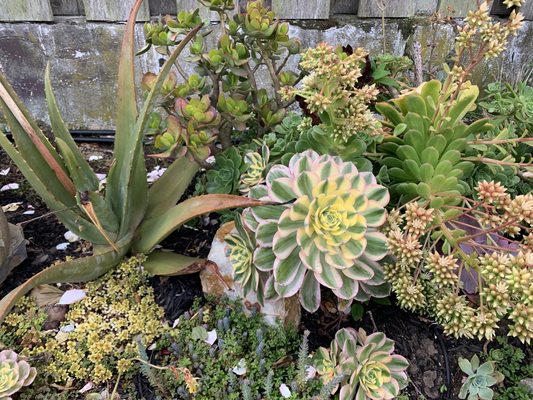 Photo of D A C Landscape S F - San Francisco, CA, US. Succulent selection for an SF garden install