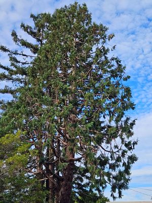 Photo of Madriz Tree service - Richmond, CA, US.