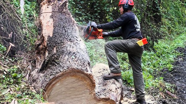 Photo of Precision Tree Care - Pacifica, CA, US.