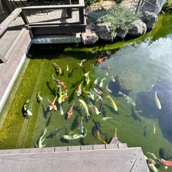 Creative Ponds and Gardens