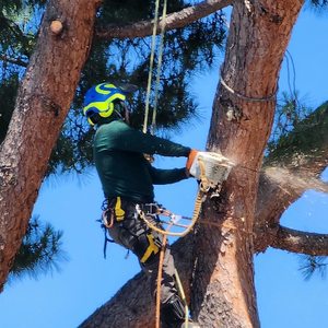Califa Tree Care on Yelp