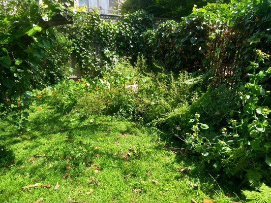 Photo of Discount Clean-Up Gardening - San Francisco, CA, US. 'Before' pic of clean up and trim back...  ewwww