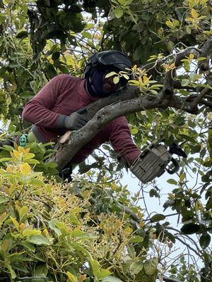 Photo of Arborist Now - San Francisco, CA, US. Pruning in process