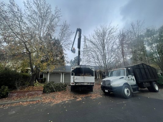 Photo of Jorge's Tree Service - San Rafael, CA, US. Tree trimming.