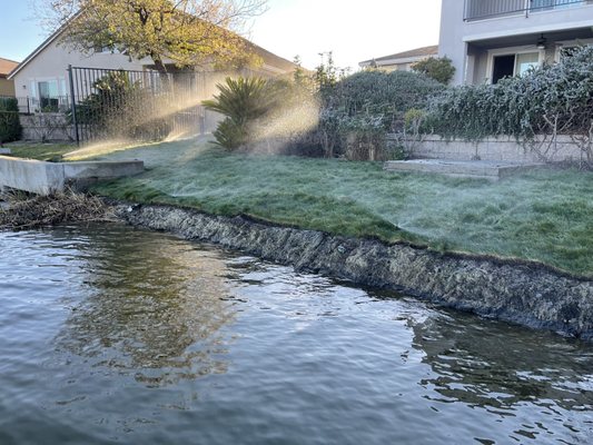 Photo of Fresh Edge - Oakley, CA, US. New California native mow free grass