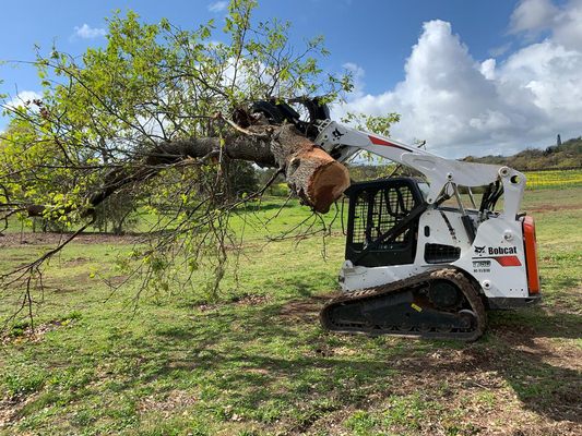 Photo of Urban Tree Care - Vallejo, CA, US. ...