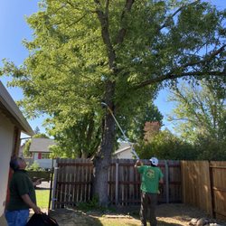 City Of Trees Professional Tree Care