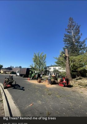 Photo of Cal-Line Tree Care - San Mateo - San Mateo, CA, US.