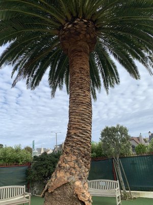 Photo of Cabrera Tree Care - San Francisco, CA, US. After