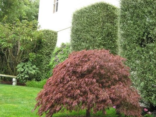 Photo of Jean Pierre Gardening - San Francisco, CA, US.