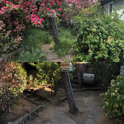 Photo of Inside Out Landscaping - South San Francisco, CA, US. Top: before Bottom: after Inside Out worked their magic