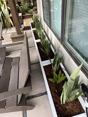 Photo of JML Landscapes - San Francisco, CA, US. Backyard - snake plants in white planter boxes