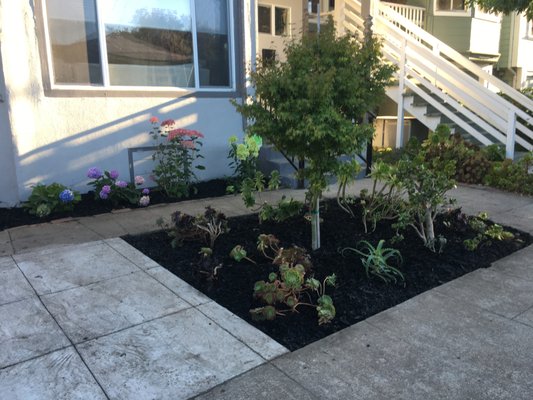Photo of Haul U Need Yard Services - Berkeley, CA, US. So all the succulents were transplanted from where the hydrangeas are now. Which is why the plants look a little less than glorious.
