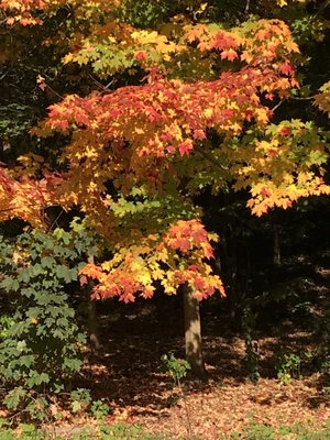 Photo of Inwood Hill Park - New York, NY, US.