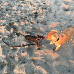 Photo of Baker Beach - San Francisco, CA, United States. Blue definitely loves to socialize at Baker Beach. She's a rescue dog, chihuahua mix, I'm in charge of throughout the year.