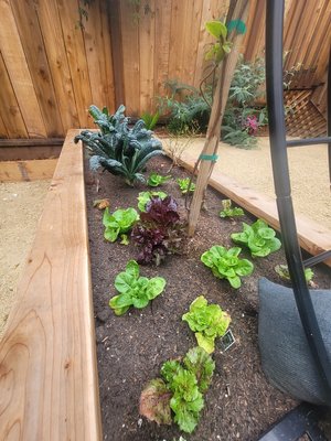 Photo of Gentle Giant's Gardening and Landscaping Services - San Francisco, CA, US.