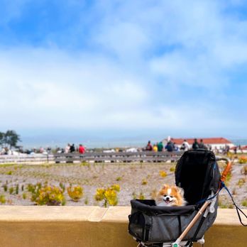 Presidio Tunnel Tops