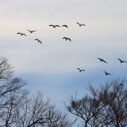 Photo of The Sands Point Preserve Conservancy - Sands Point, NY, United States. Canadian geese