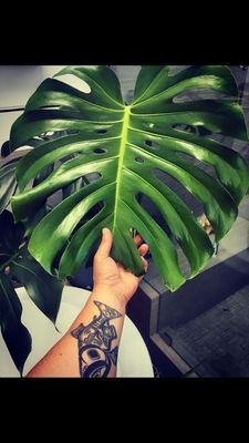 Photo of Hoes and Ditches - Oakland, CA, US. We also design indoor spaces, this Magnificent Monstera is magical in a clients indoor space in Berkeley.