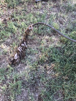 Photo of Local Rooter - San Jose, CA, US. Tree roots