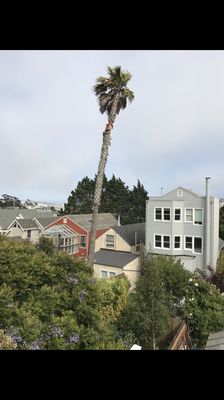 Photo of Cabrera Tree Care - San Francisco, CA, US. View from neighbors house