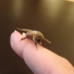 Bay Area Beebusters