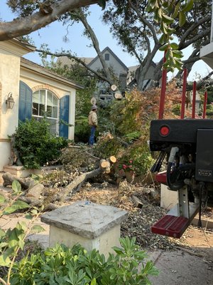 Photo of Urban Tree Care - Vallejo, CA, US. Very professional