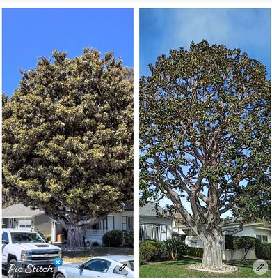 Photo of Cal-Line Tree Care - San Mateo - San Mateo, CA, US. Magnolia complete tree trimming and shaping