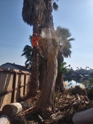 Tree service 