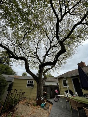 Photo of Arborist Now - San Francisco, CA, US. Our box elder maple, after pruning.