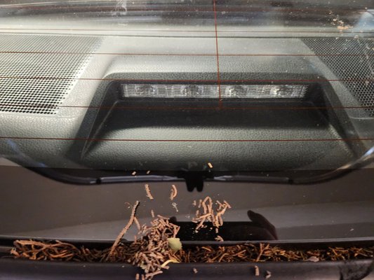 Photo of City Rent-A-Car - San Francisco, CA, US. Trunk area. Pine needles and leaves.