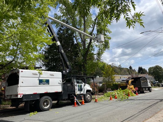 Photo of Jorge's Tree Service - San Rafael, CA, US. Removal of a liquid ammber