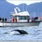 Alaska Saltwater Tours