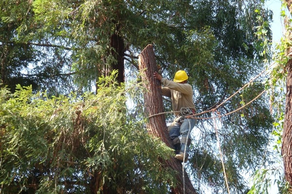 Photo of EC Tree Service - Redwood City, CA, US.