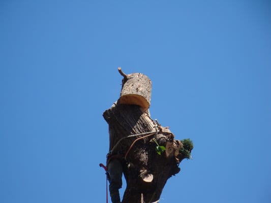 Photo of EC Tree Service - Redwood City, CA, US.