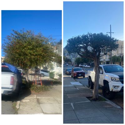 Photo of The Dog Professional Tree Service - San Francisco, CA, US. Bottle Brush Tree on Castro District San Francisco Ca.