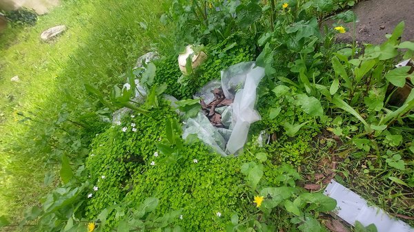 Photo of Discount Clean-Up Gardening - San Francisco, CA, US. Weeds and almost calf-high wet 'grass'... yuk