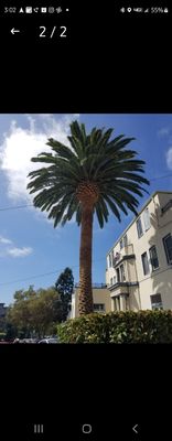 Photo of Madriz Tree service - Richmond, CA, US.