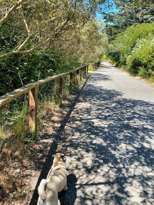 Photo of Mountain Lake Park - San Francisco, CA, US. Perfect day for a hike! Make sure to bring enough water for you and your pup.