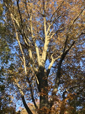 Photo of Inwood Hill Park - New York, NY, US.