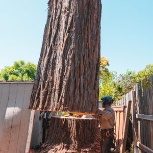 Julian Tree Care on Yelp