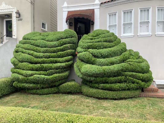 Photo of Blooms Gardening - San Francisco, CA, US. 2 well pruned Junipers with the lawn and hedges trimmed on a regular basis.