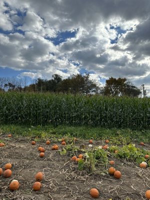 Photo of Farms View Roadstand - Wayne, NJ, US. Pumpkins